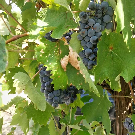 Kaj Nana & Dedo * Skopje