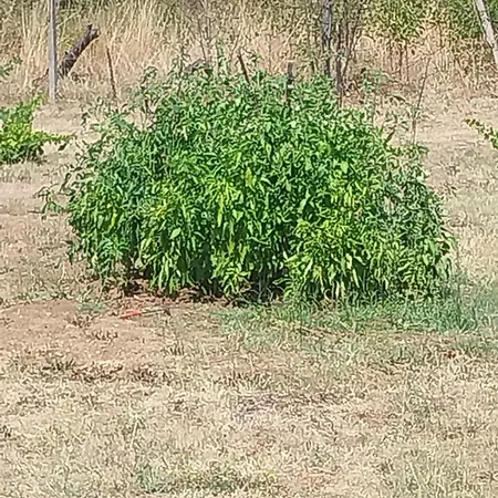 Kaj Nana & Dedo Country house *