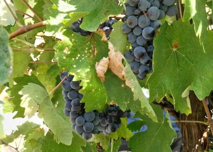 Kaj Nana & Dedo * Skopje