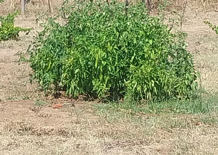 Kaj Nana & Dedo Country house *